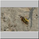 Philanthus triangulum - Bienenwolf w38g beim Nestanflug mit Honigbiene - Sandgrube OS-Wallenhorst.jpg